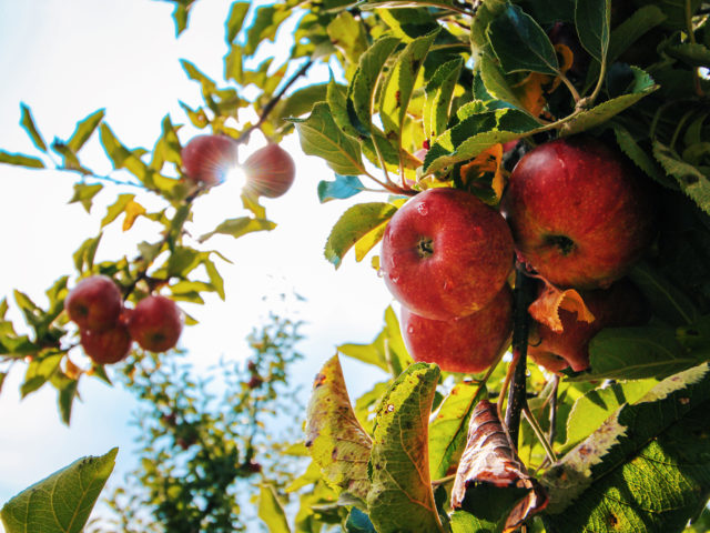 Apple Tree for Apple Cider Vinegar