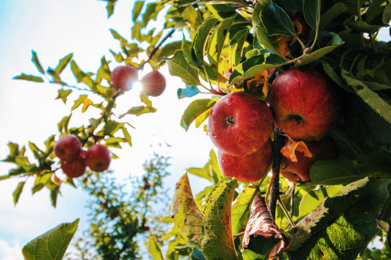 Apple Tree for Apple Cider Vinegar