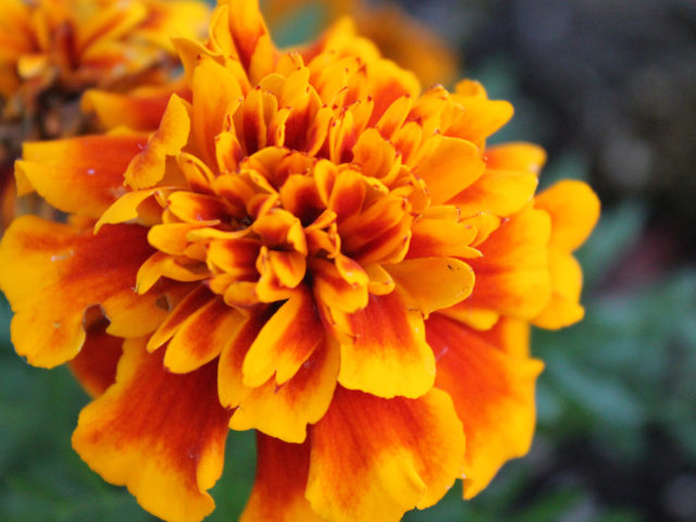 Marigold Flower