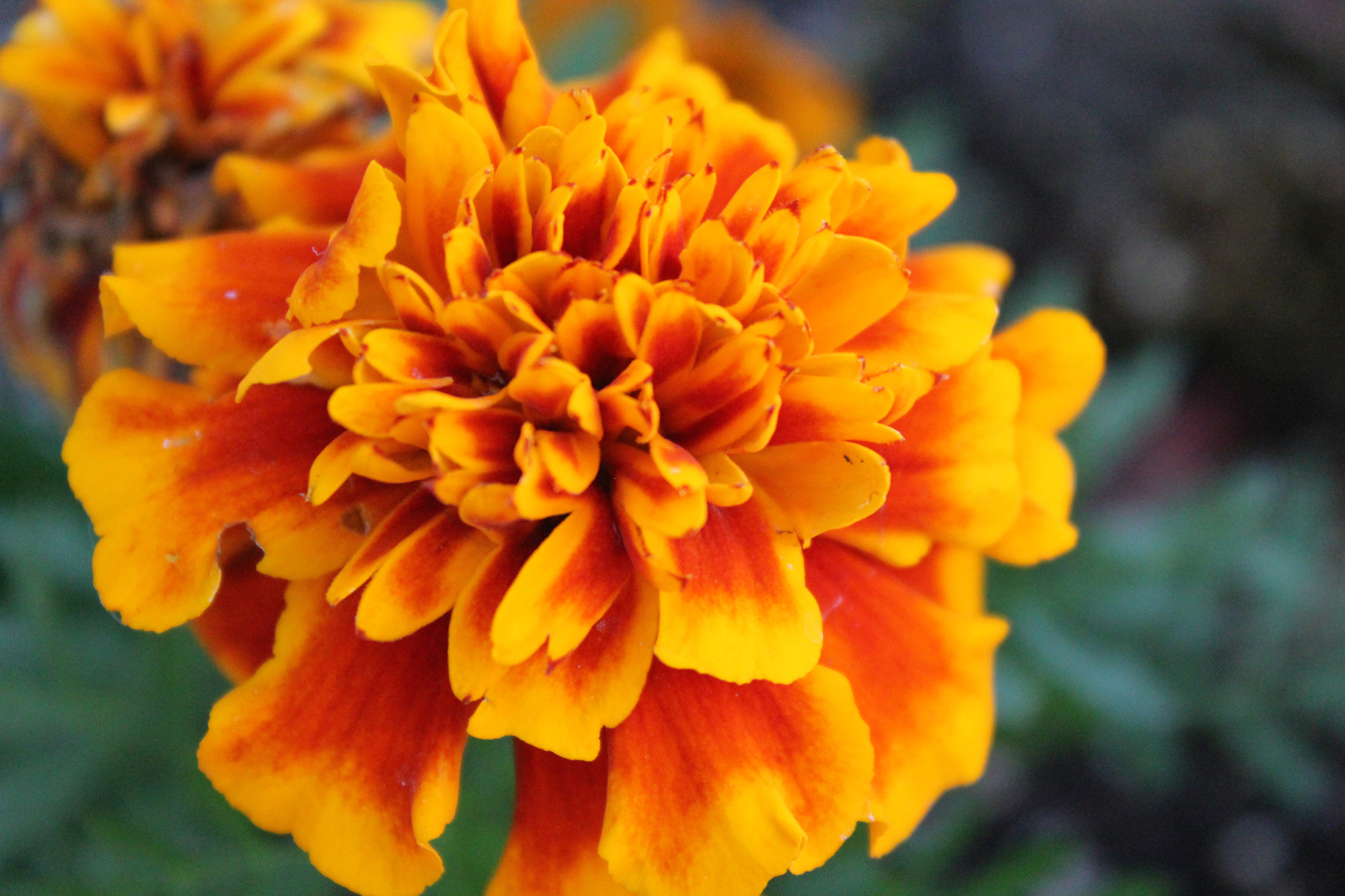 Image of Carrot and marigold flower close up