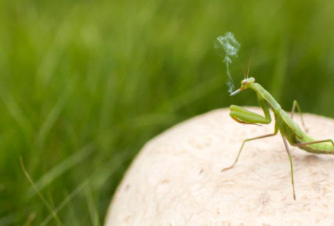 Grasshopper Smoking