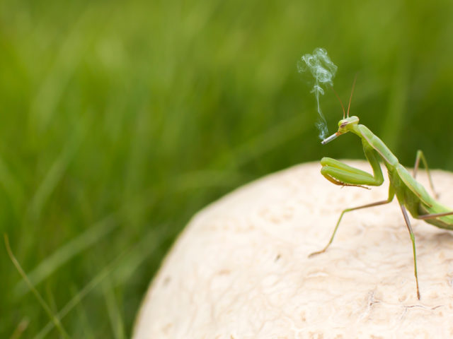 Grasshopper Smoking