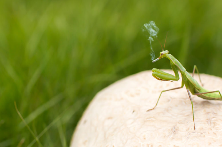 Grasshopper Smoking